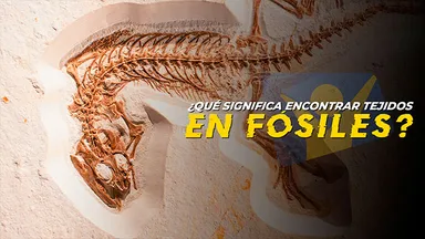 ¿Tejidos biológicos en fósiles?¿Qué significa?