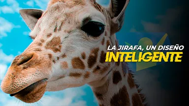 La jirafa, un diseño inteligente