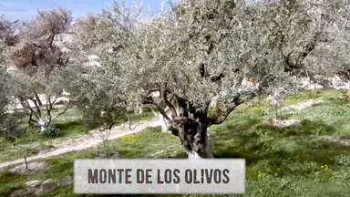 Monte de los Olivos