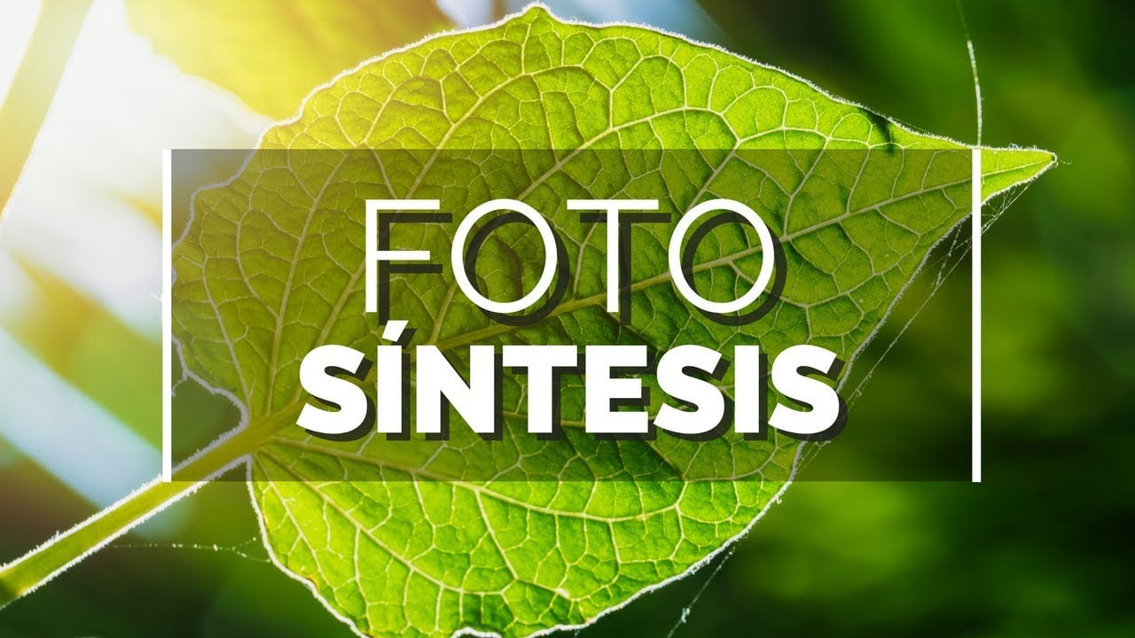 Foto síntesis