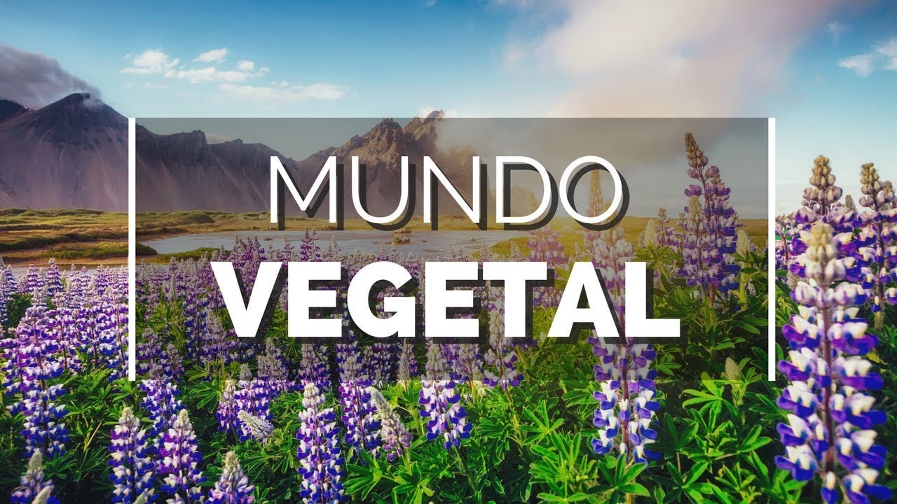 Mundo vegetal