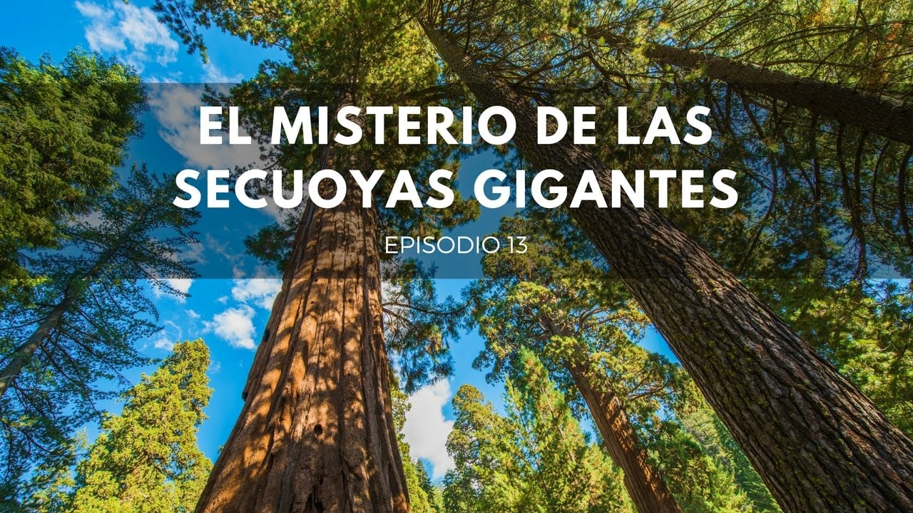 El misterio de las Secuoyas gigantes