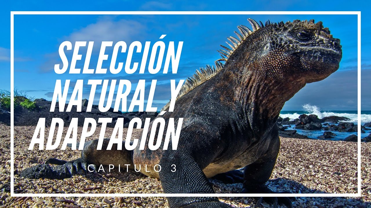 Selección natural y adaptación