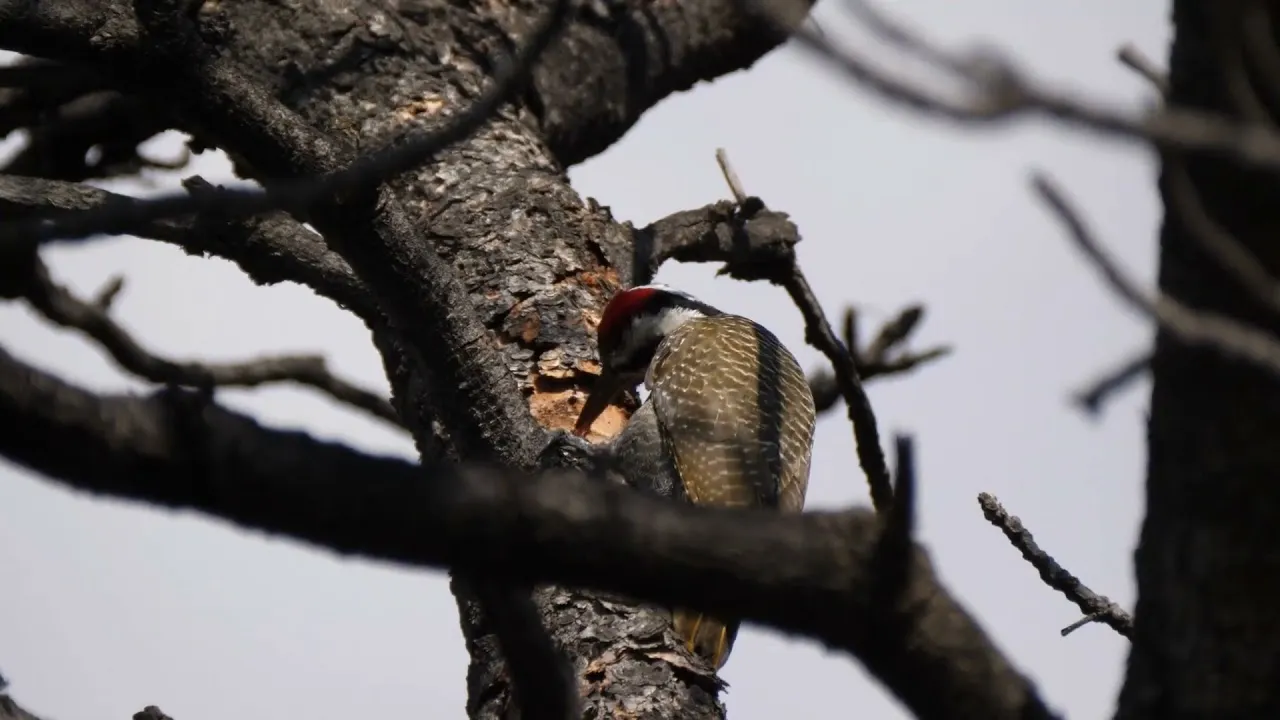 El pájaro carpintero