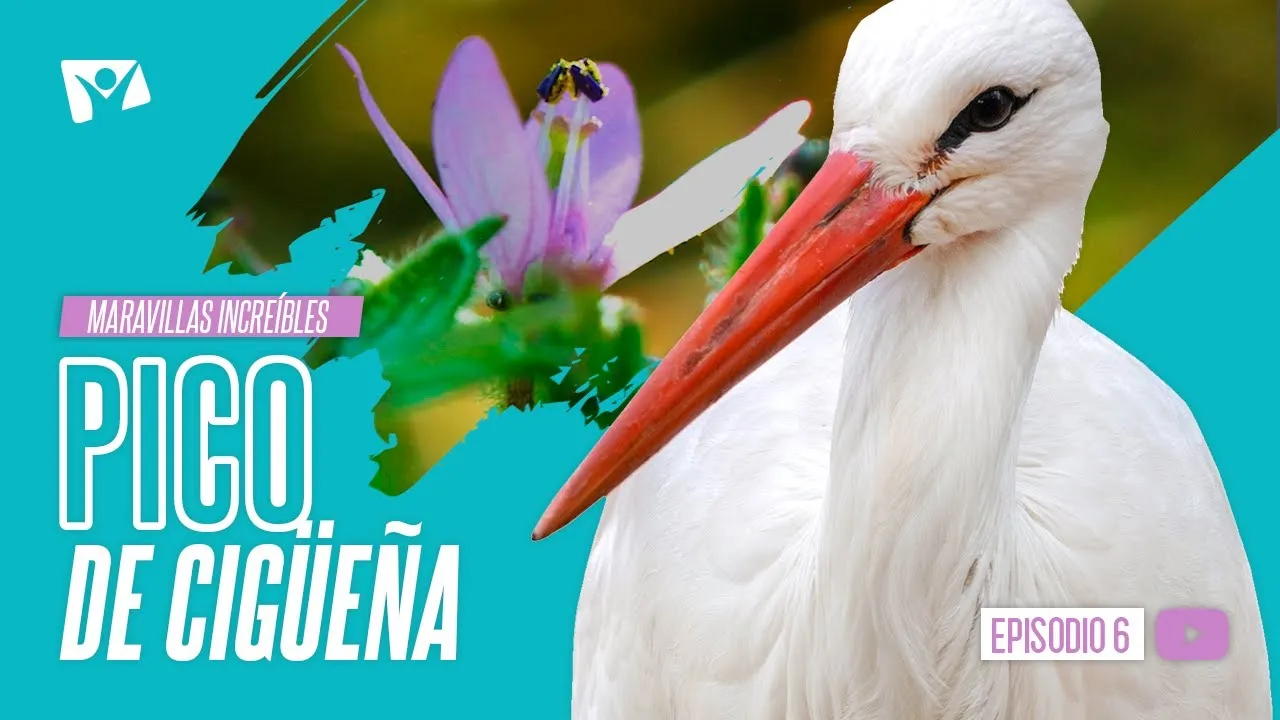 Pico de cigüeña