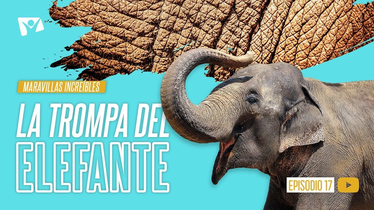 La trompa del elefante