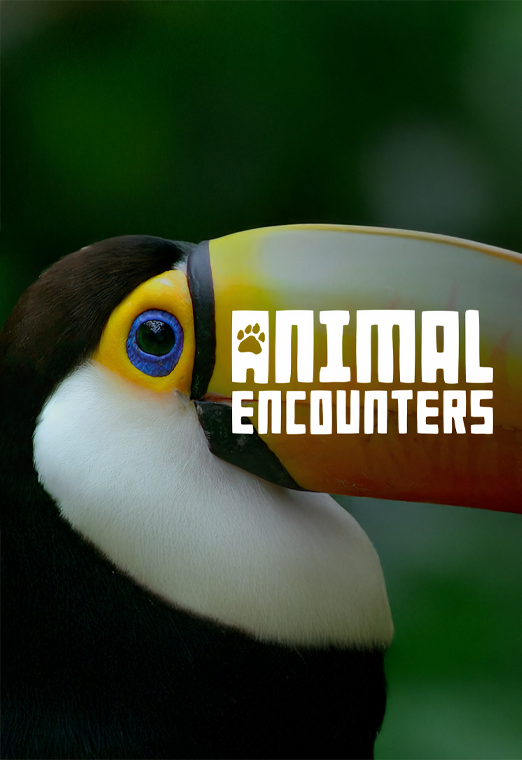 Animal Encounters